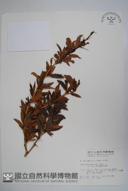 臺灣小蘗藏品圖，第1張