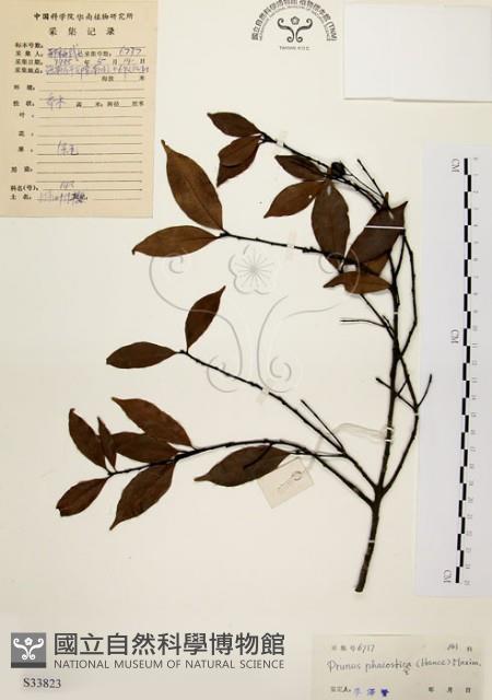 墨點櫻桃、黑星櫻藏品圖，第1張