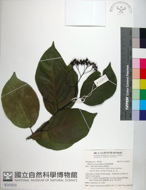 恆春厚殼樹藏品圖，第1張