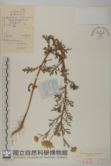 粉環菊藏品圖，第1張