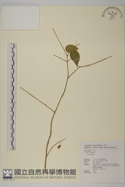 登錄號:S107823藏品圖，第1張