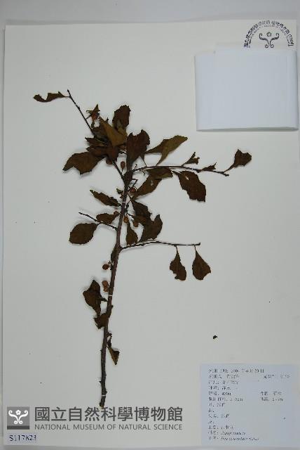 鼠李冬青、滿樹星藏品圖，第1張