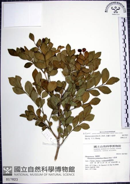 月橘藏品圖，第1張