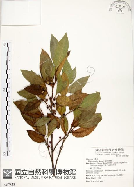 菲律賓榕藏品圖，第1張