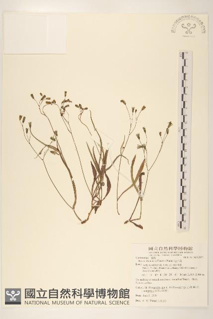 兔仔菜藏品圖，第1張