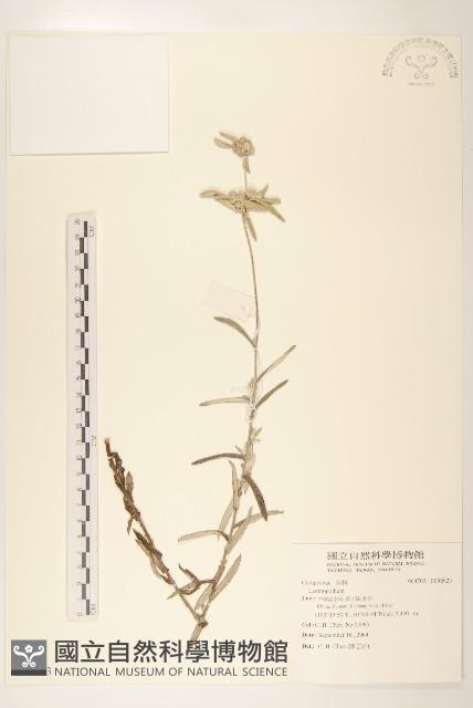 登錄號:S096923藏品圖，第1張