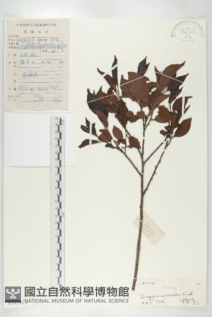 楓港柿藏品圖，第1張