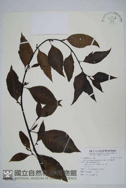 多子漿果莧藏品圖，第1張