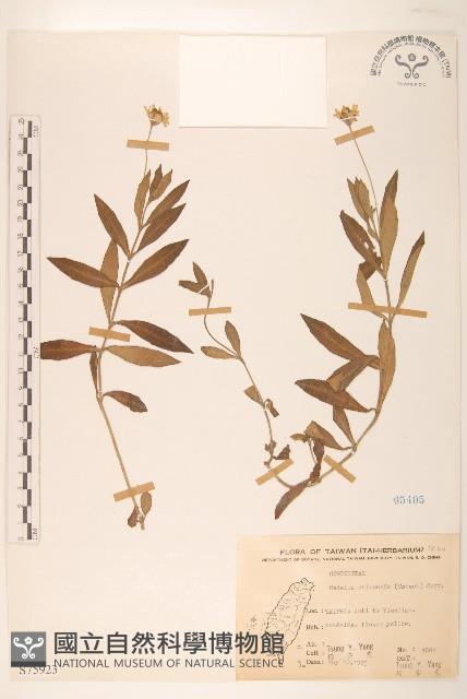 蟛蜞菊藏品圖，第1張