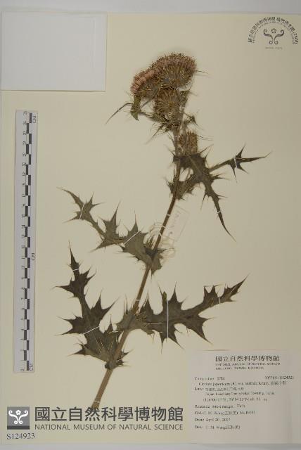 南國小薊藏品圖，第1張