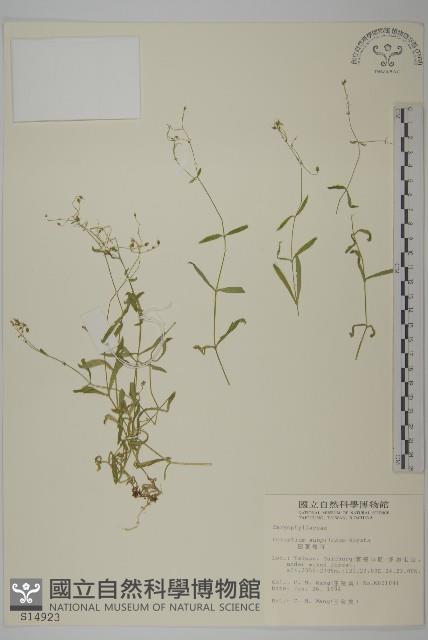 細葉卷耳藏品圖，第1張