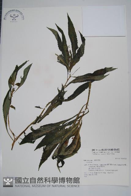 登錄號:S034923藏品圖，第1張