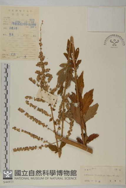 角菜、珍珠菜藏品圖，第1張