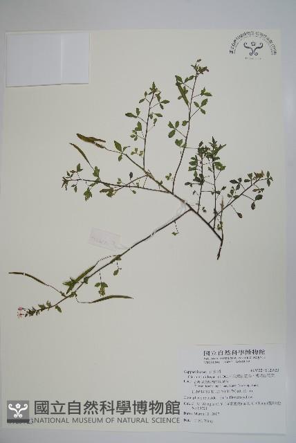 平伏莖白花菜、成功白花菜藏品圖，第1張