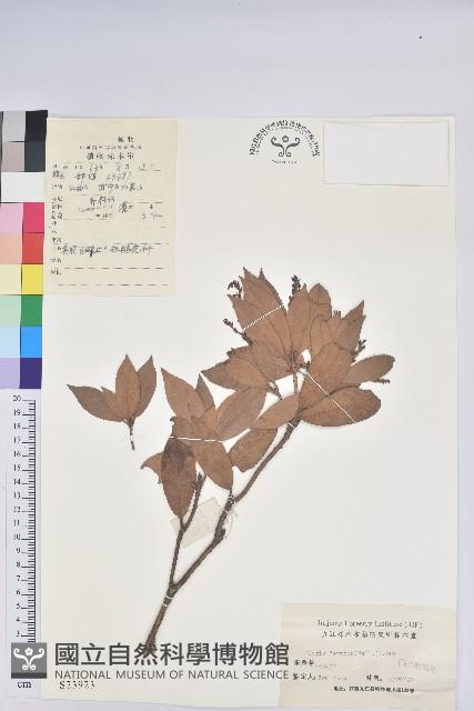 美麗馬醉木藏品圖，第1張