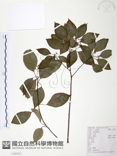 樟樹藏品圖，第1張