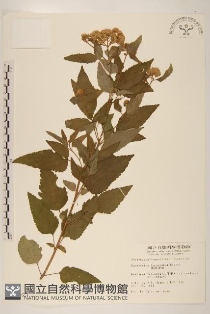 臺灣澤蘭藏品圖，第1張