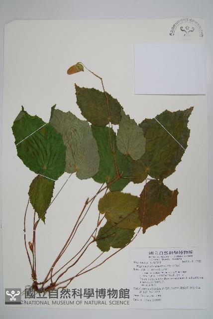 坪林秋海棠藏品圖，第1張