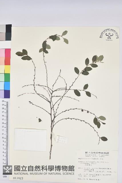 小紅仔珠藏品圖，第1張