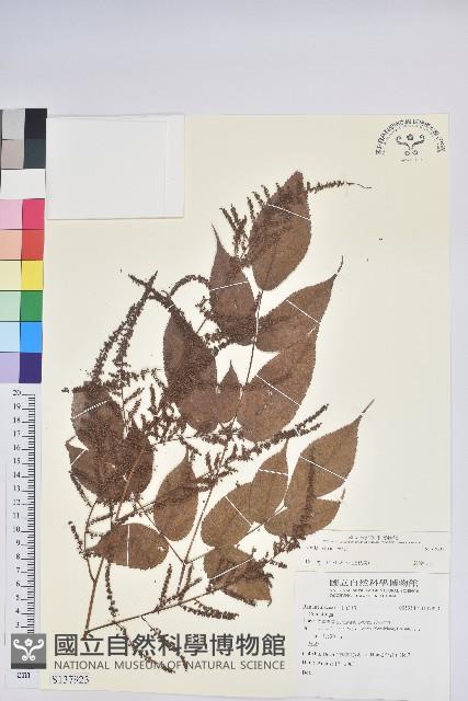 登錄號:S137923藏品圖，第1張