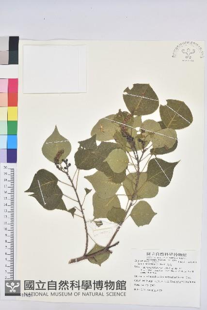 Chinese Tallow-tree Collection Image