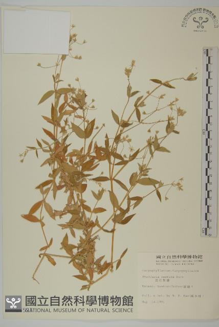 疏花繁縷藏品圖，第1張