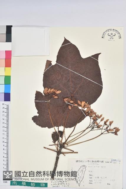 三年桐、光桐藏品圖，第1張