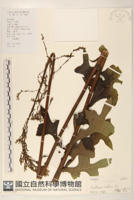 鵝仔草藏品圖，第1張