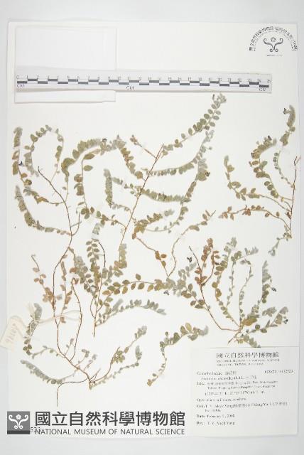 土丁桂藏品圖，第1張