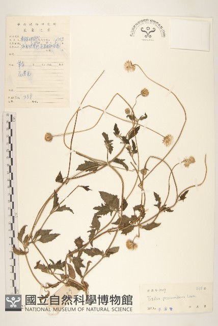 長柄菊藏品圖，第1張