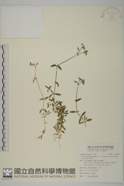 卷耳藏品圖，第1張