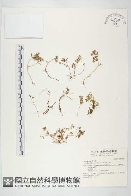 能高佛甲草藏品圖，第1張