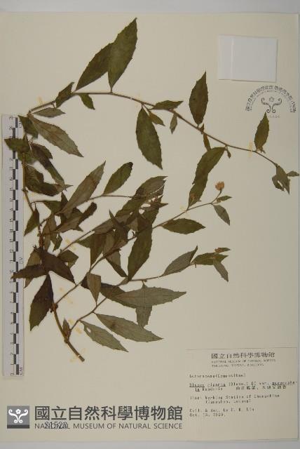 大頭艾納香藏品圖，第1張