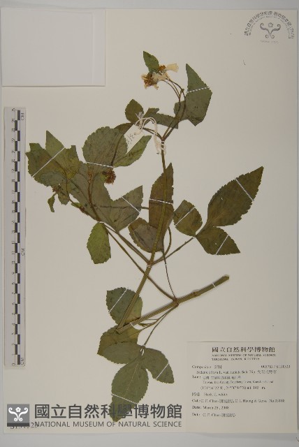大花咸豐草藏品圖，第1張