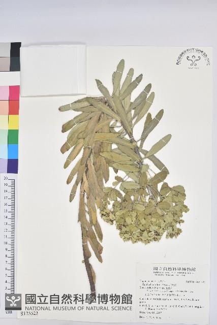 岩大戟藏品圖，第1張