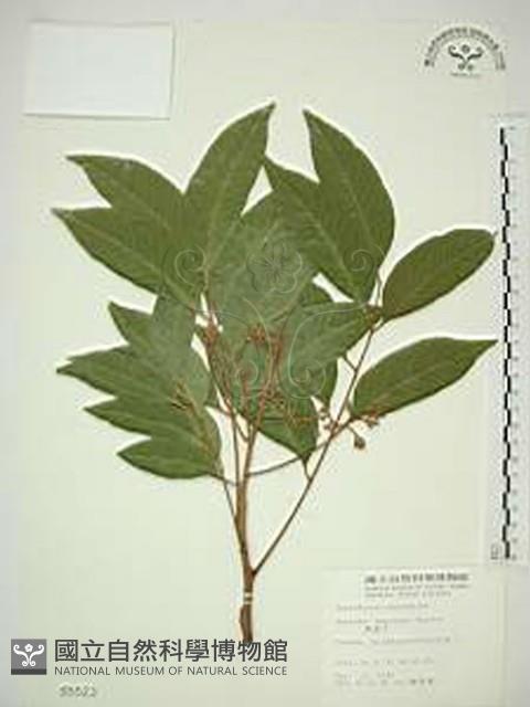 無患子藏品圖，第1張