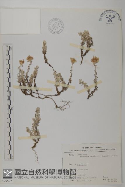 尼泊爾籟簫藏品圖，第1張