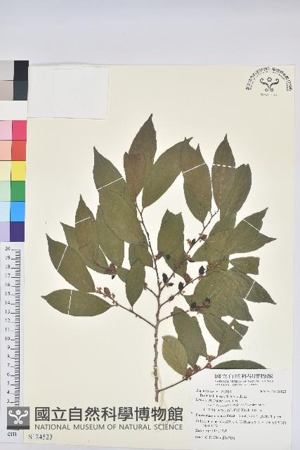 刺杜密藏品圖，第1張