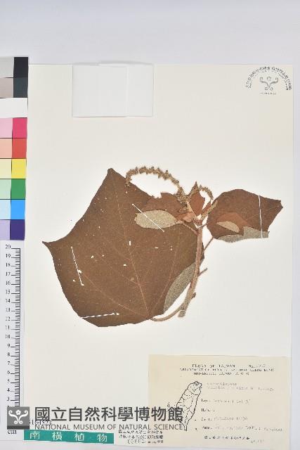 野桐藏品圖，第1張