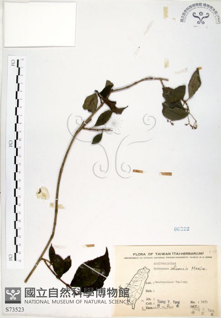 華八仙藏品圖，第1張