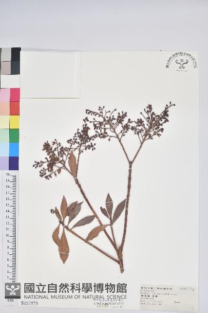 臺灣馬醉木藏品圖，第1張