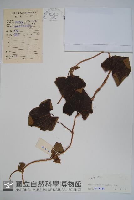 管花馬兜鈴藏品圖，第1張