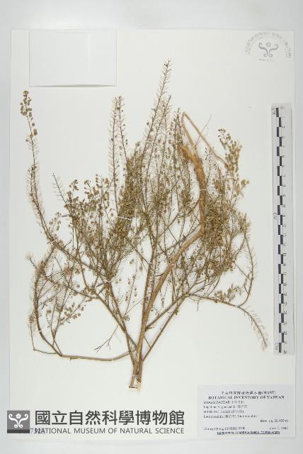 獨行菜藏品圖，第1張