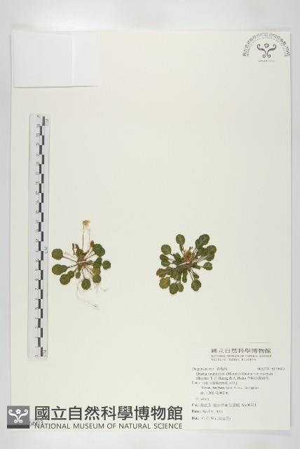 李棟山裂緣花藏品圖，第1張