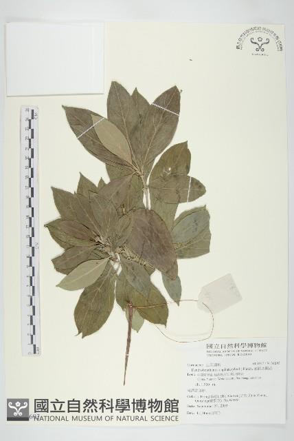 頭狀四照花藏品圖，第1張