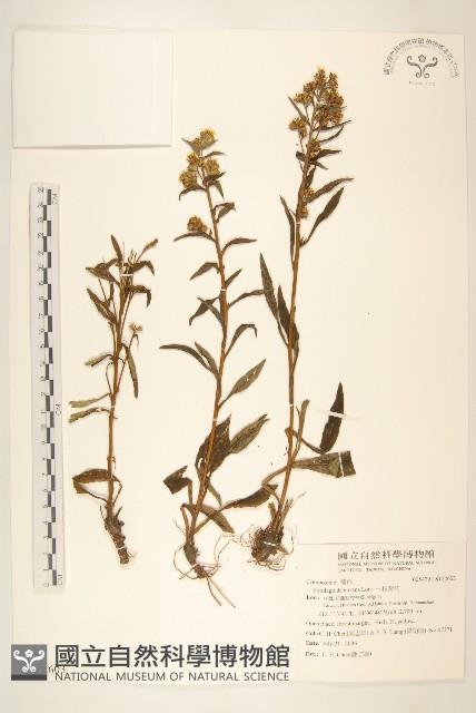 一枝黃花藏品圖，第1張