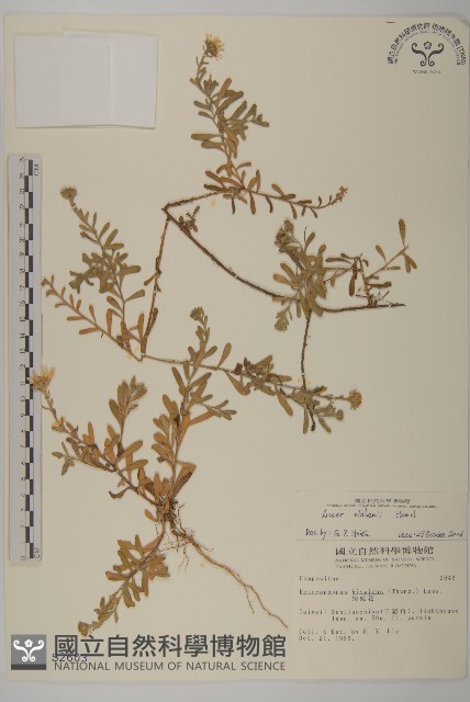 臺灣狗娃花藏品圖，第1張