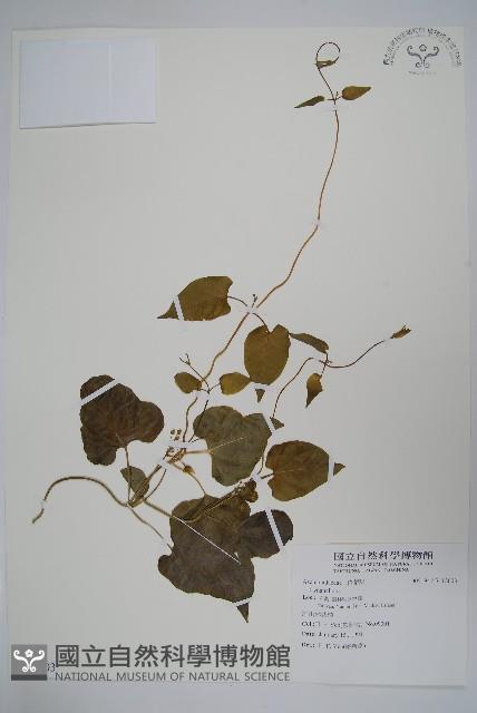 登錄號:S112603藏品圖，第1張