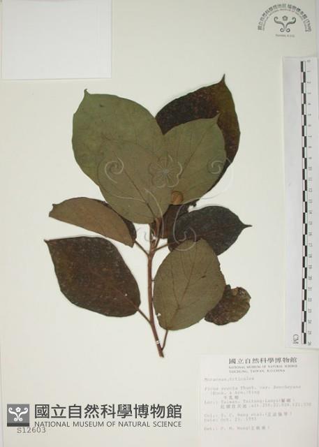 牛乳榕藏品圖，第1張