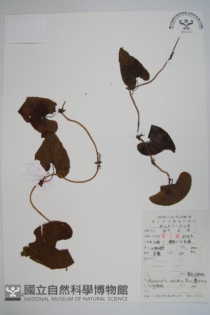 管花馬兜鈴藏品圖，第1張